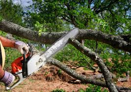 Best Leaf Removal  in North Apollo, PA